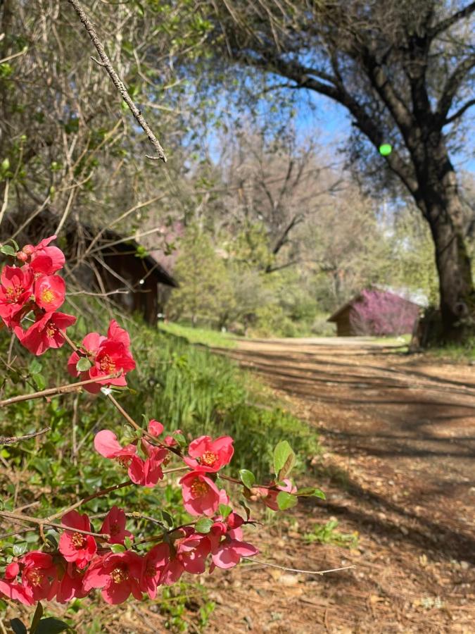 | Bear Creek Cabins