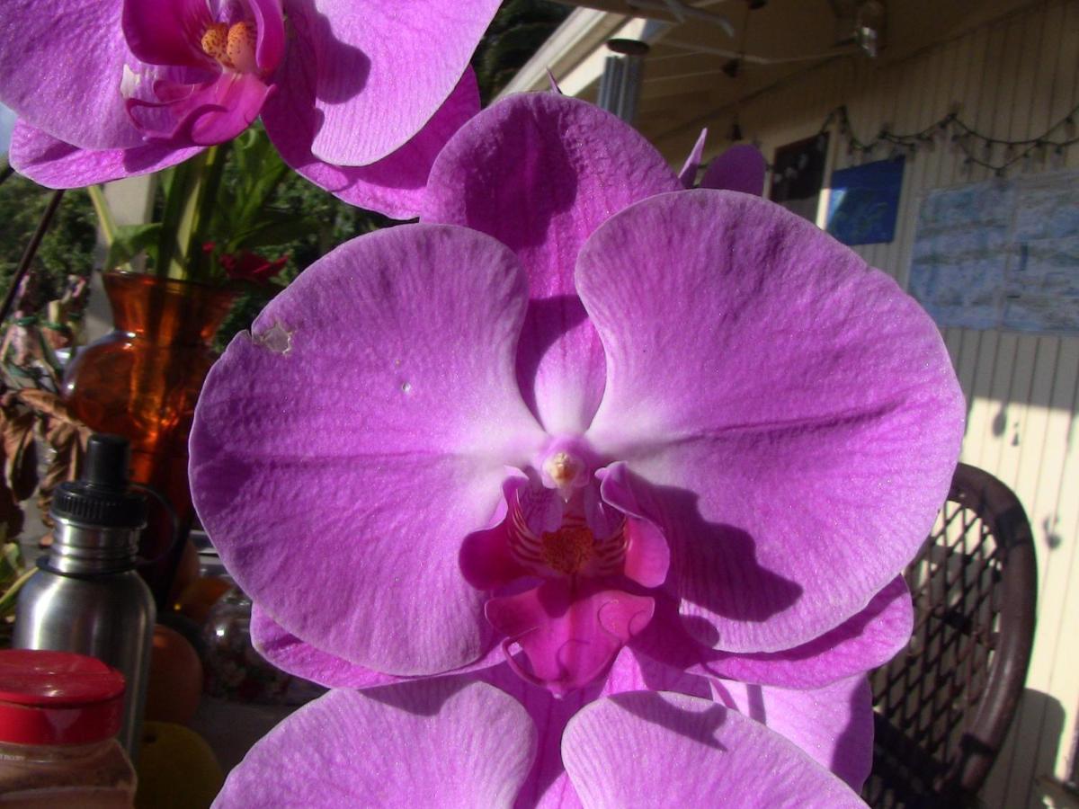 | Simple Kona Guest House