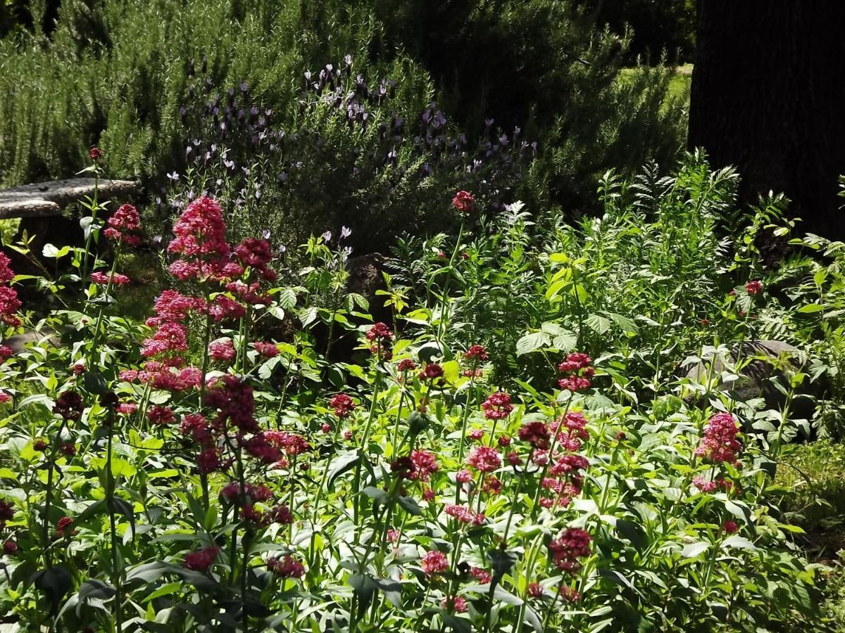 | Backyard Garden Oasis