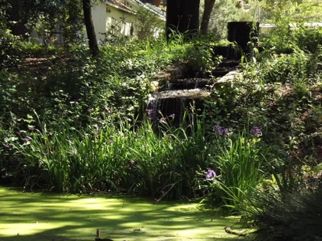 | Backyard Garden Oasis