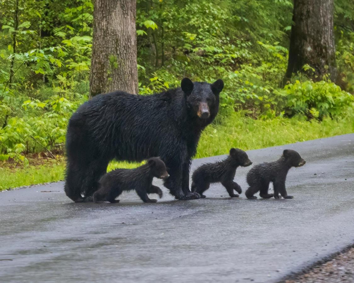 | Three Bears Den