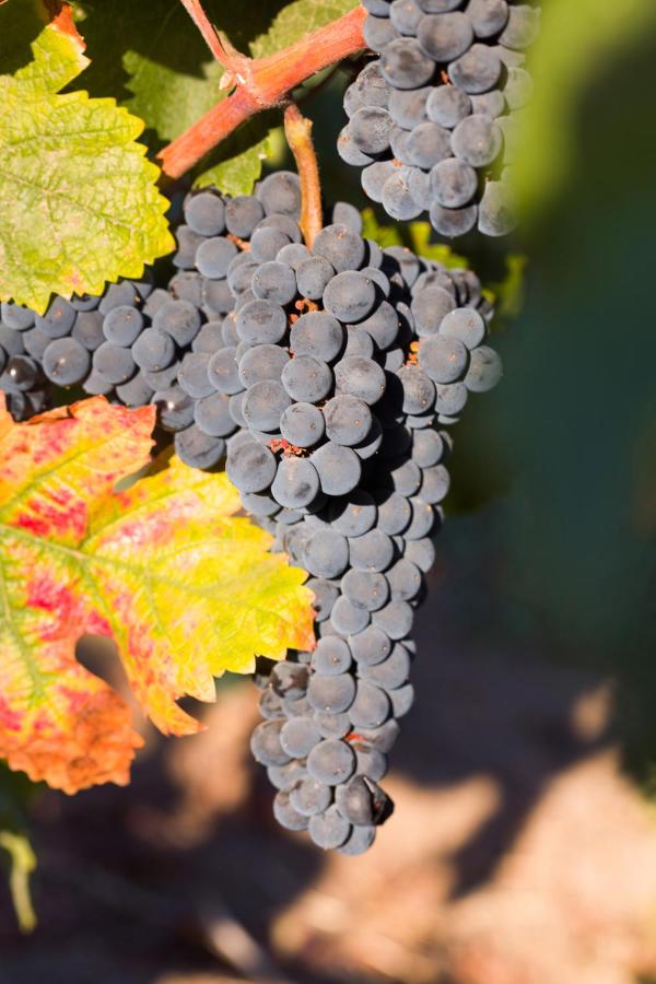 | Allegretto Vineyard Resort Paso Robles