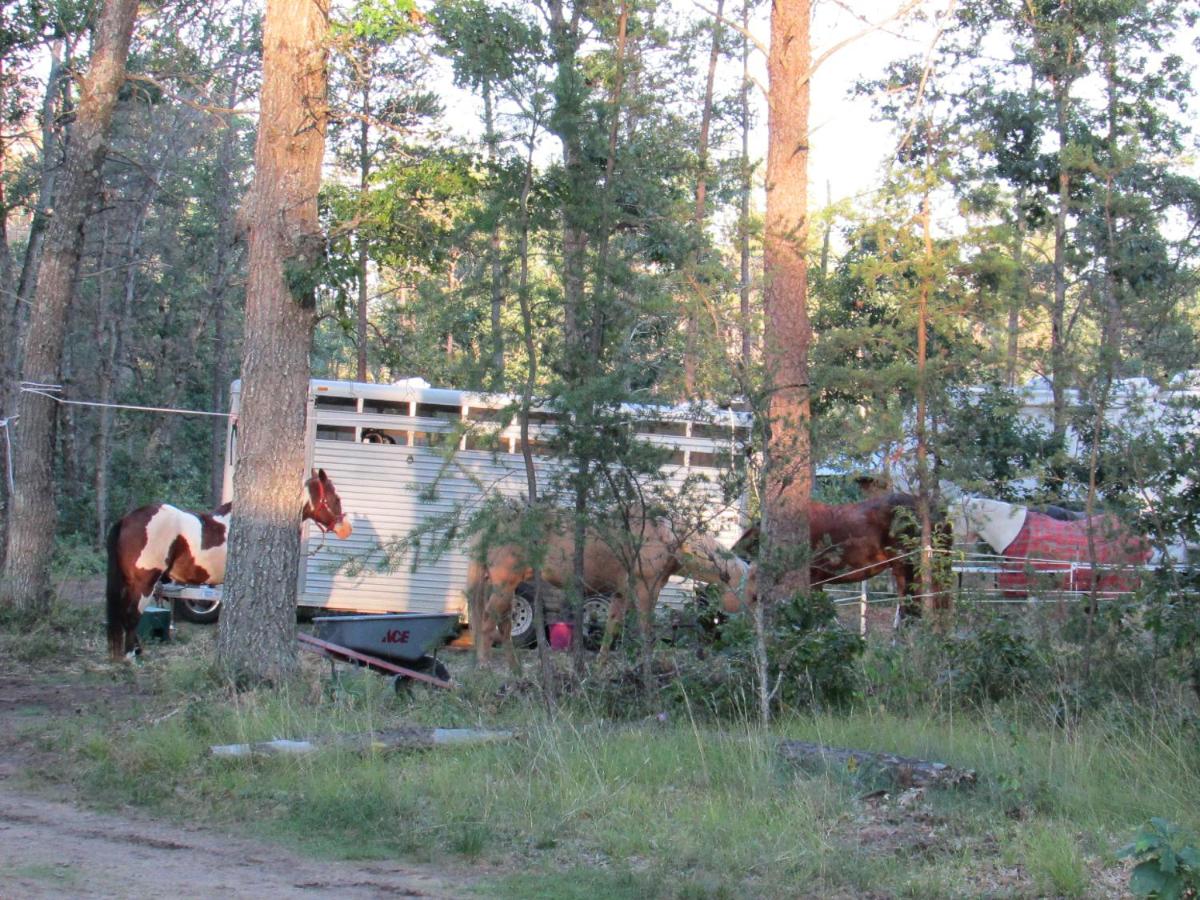 | Best Bear Lodge