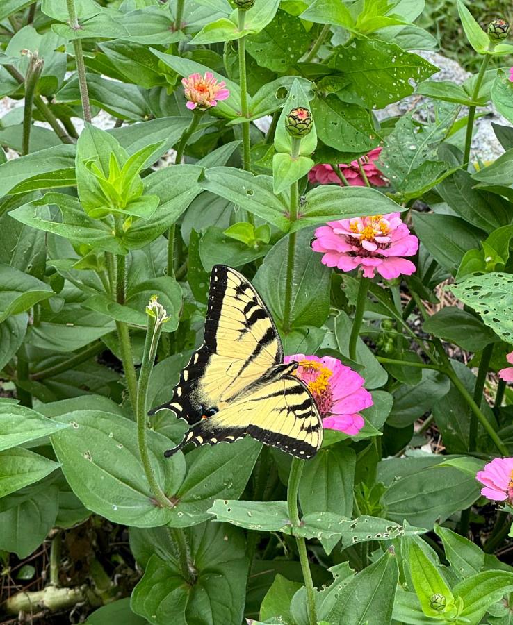 | Maguire House Bed and Breakfast