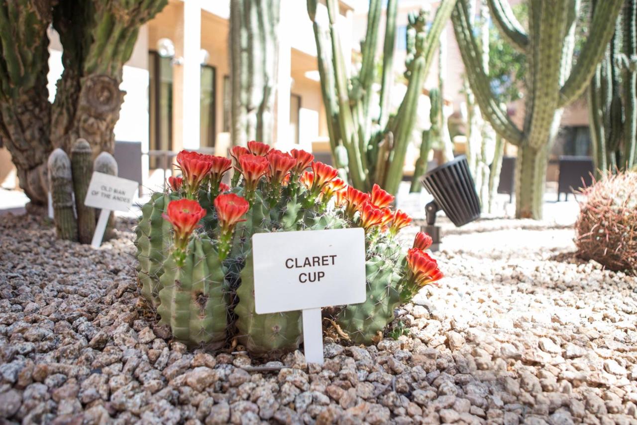 | Courtyard by Marriott Phoenix Mesa
