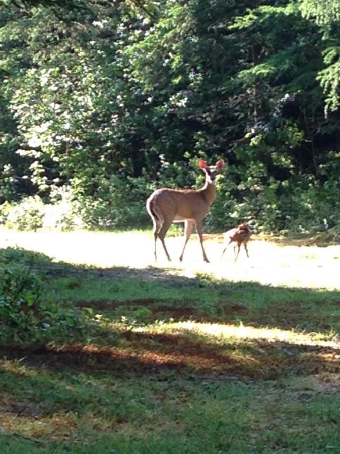 | Deer Mountain Lodge & Wilderness Resort