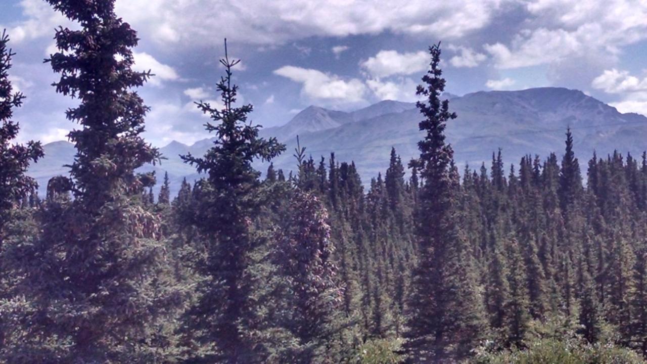 | Alaskan Spruce Cabins
