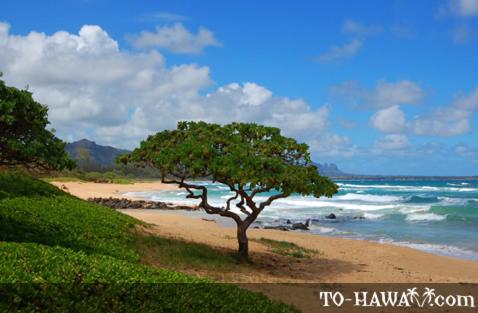 | 2417 at Oceanfront Resort Lihue Kauai Beach Drive Private Condo