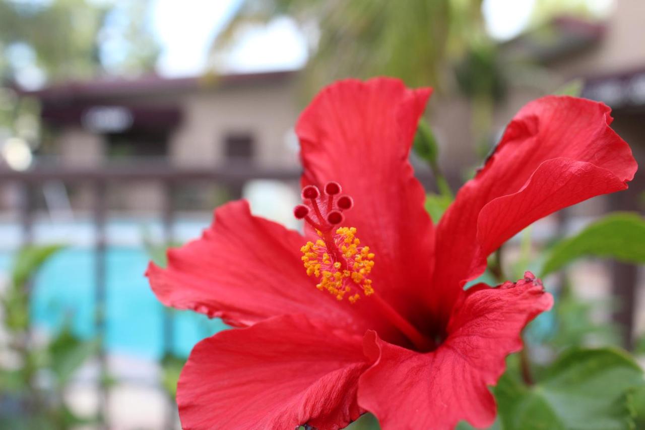 | Budget Inn Anaheim near Disneyland Drive