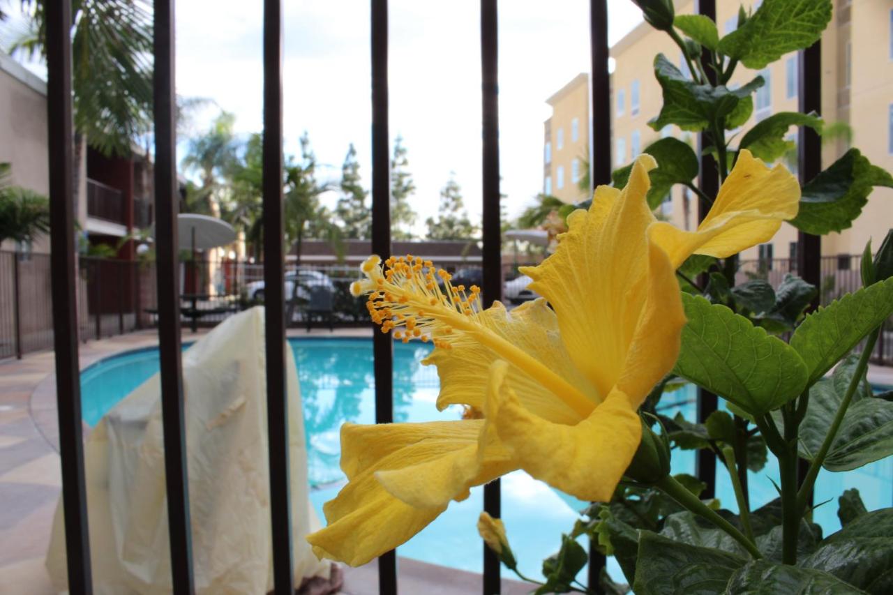 | Budget Inn Anaheim near Disneyland Drive