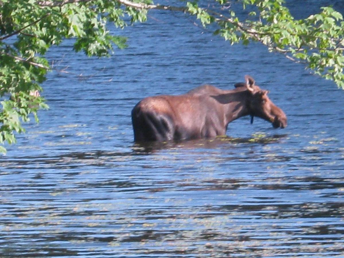 | Alamoosook Lakeside Inn Orland