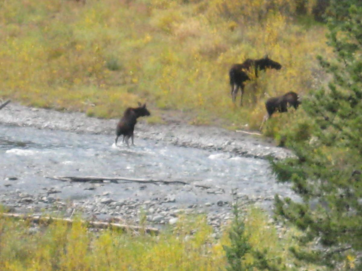 | 4 Bears Bed and Breakfast