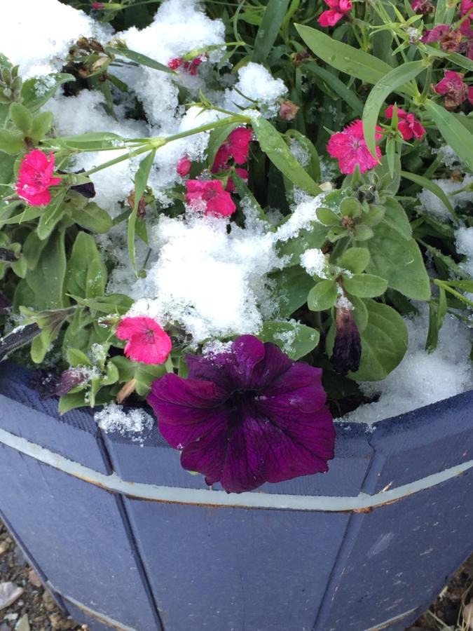 | Denali Primrose B&B