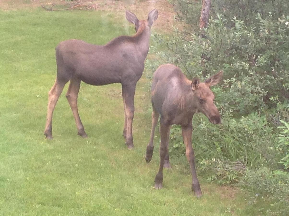 | Denali Primrose B&B