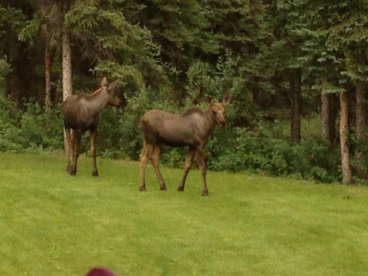 | Denali Primrose B&B