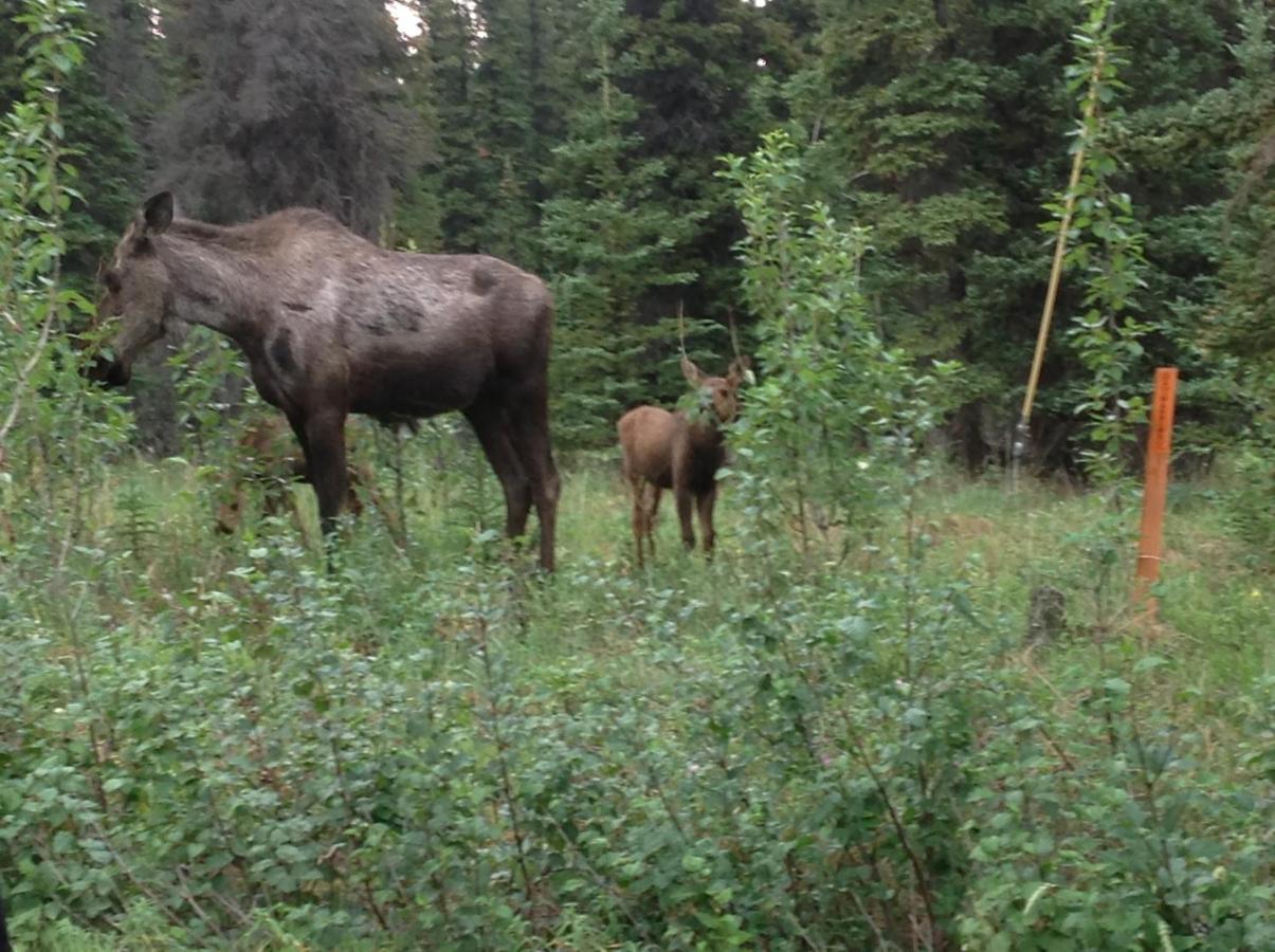 | Denali Primrose B&B