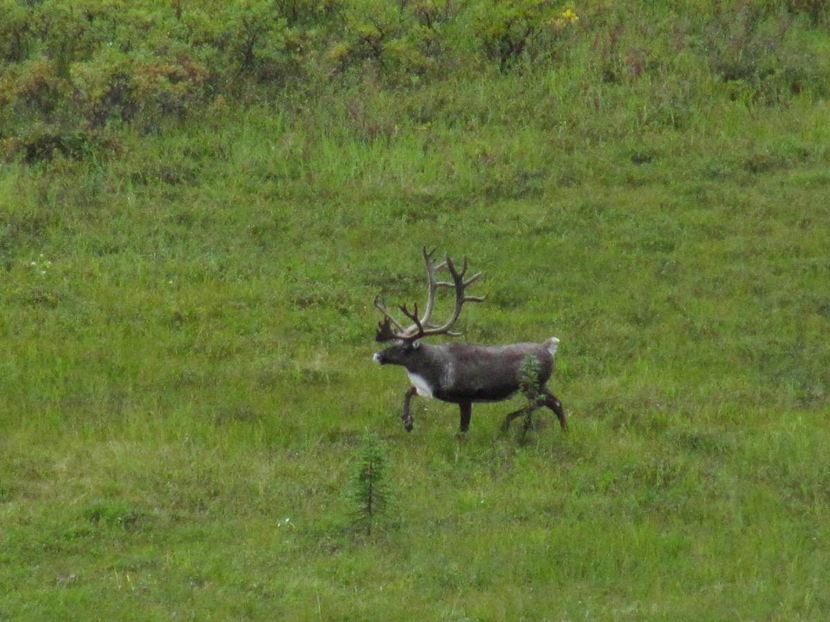 | Caribou Lodge Alaska