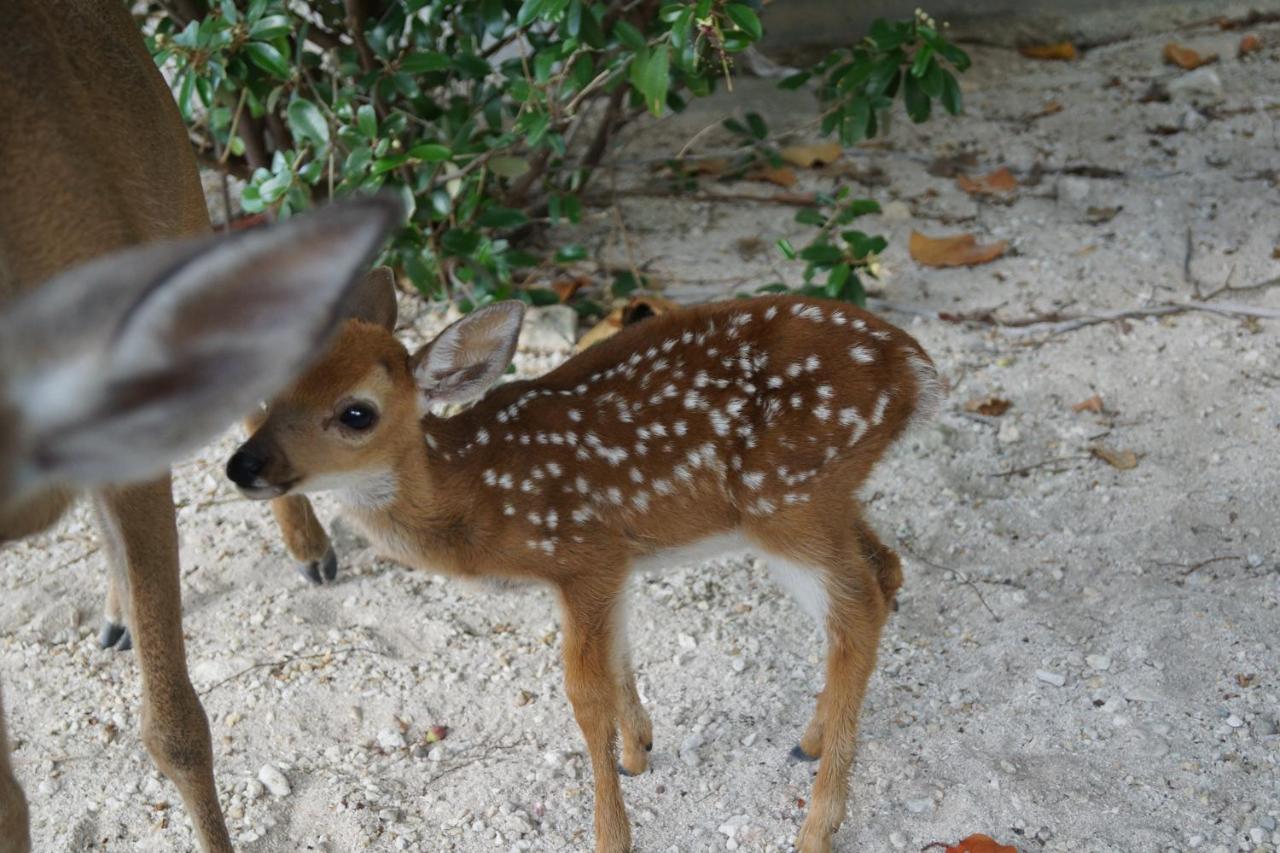 | Deer Run on the Atlantic