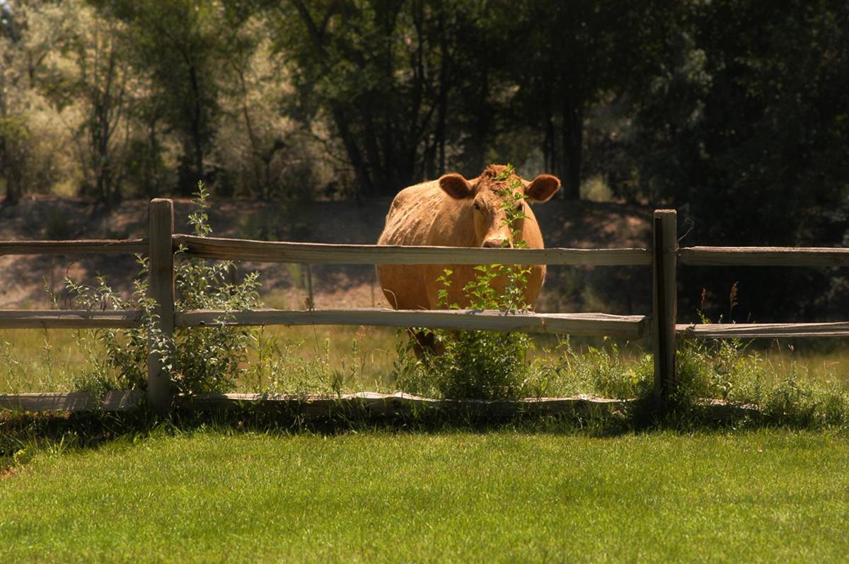 | Willow Pond Bed and Breakfast