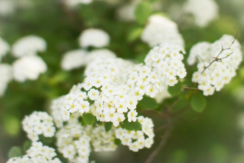 | Historic White Blossom House