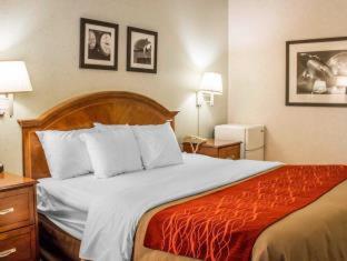 Room #49108112 at Comfort Inn & Suites Streetsboro - Kent