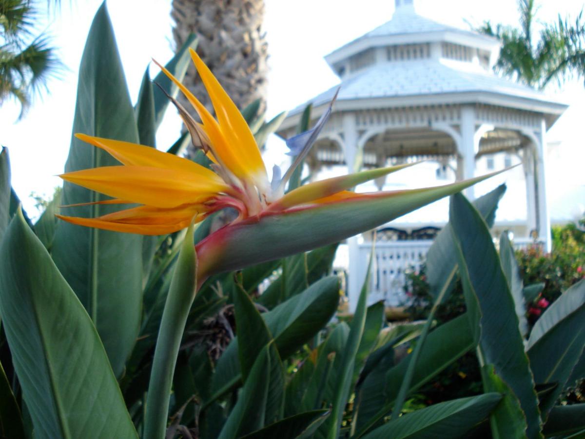 | Lemon Tree Inn