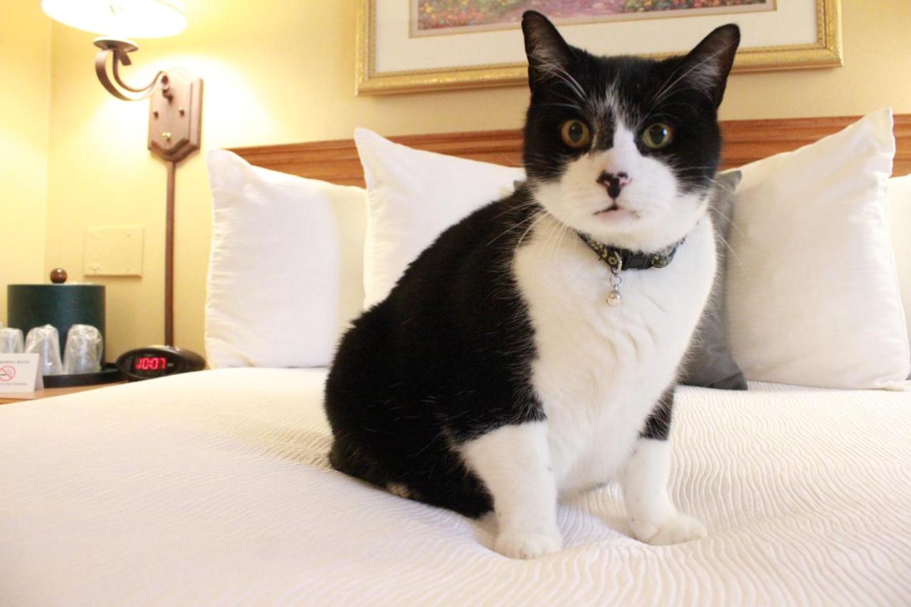 Queen Room - Pet Friendly - Non-Smoking at Best Western Merrimack Valley